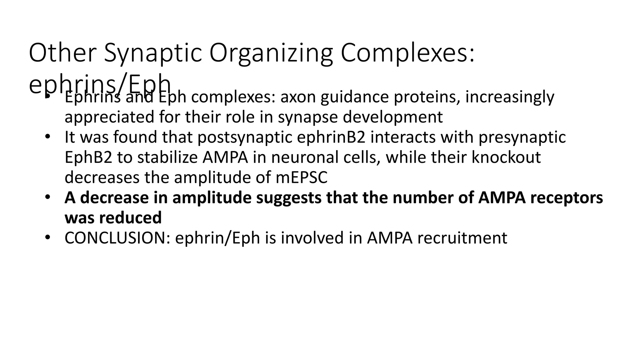 Other Synaptic Organizing Complexes:
ephrins/Eph• Ephrins and Eph complexes: axon guidance proteins, increasingly
appreciated for their role in synapse development
• It was found that postsynaptic ephrinB2 interacts with presynaptic
EphB2 to stabilize AMPA in neuronal cells, while their knockout
decreases the amplitude of mEPSC
• A decrease in amplitude suggests that the number of AMPA receptors
was reduced
• CONCLUSION: ephrin/Eph is involved in AMPA recruitment
 