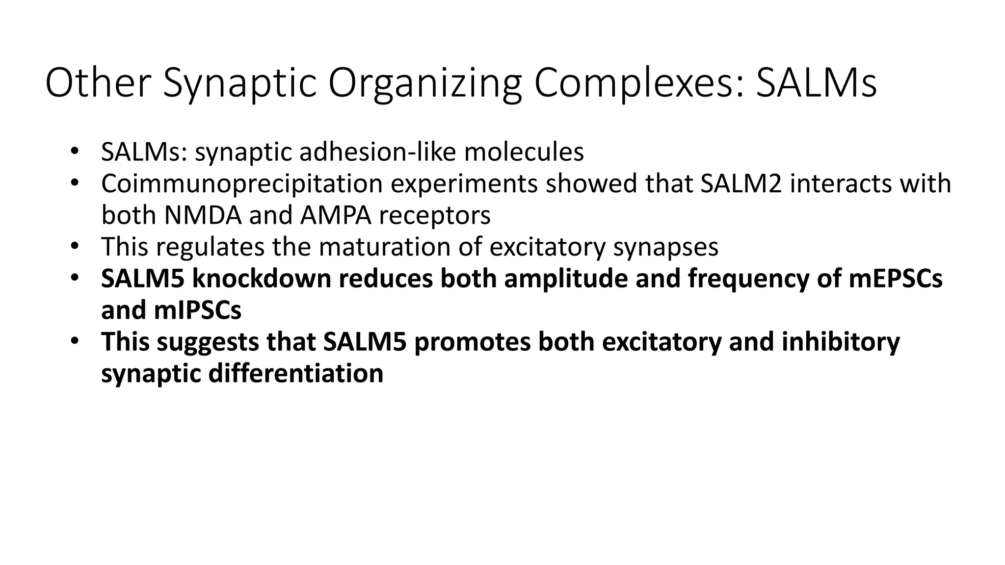 Other Synaptic Organizing Complexes: SALMs
• SALMs: synaptic adhesion-like molecules
• Coimmunoprecipitation experiments showed that SALM2 interacts with
both NMDA and AMPA receptors
• This regulates the maturation of excitatory synapses
• SALM5 knockdown reduces both amplitude and frequency of mEPSCs
and mIPSCs
• This suggests that SALM5 promotes both excitatory and inhibitory
synaptic differentiation
 