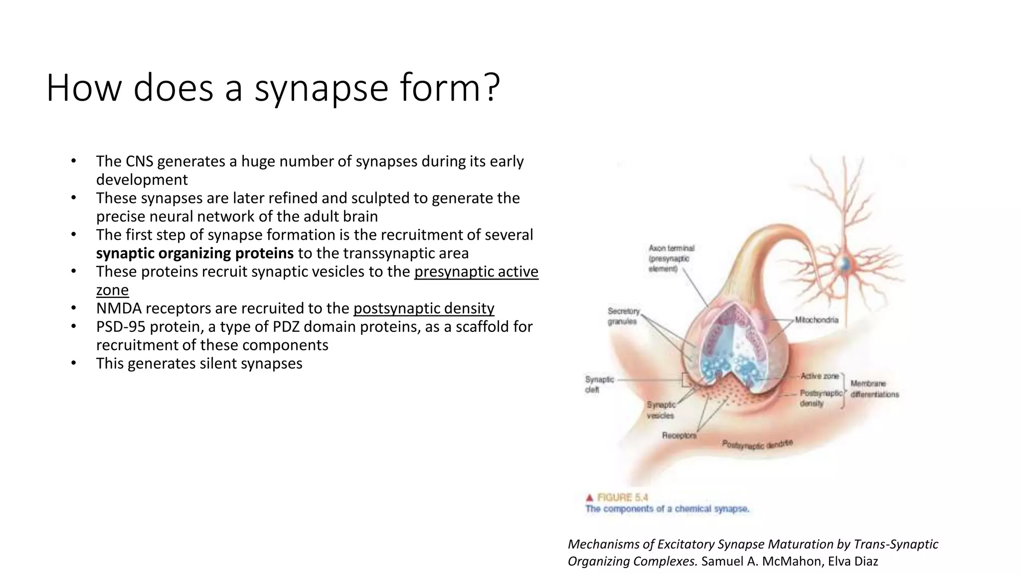 How does a synapse form?
• The CNS generates a huge number of synapses during its early
development
• These synapses are later refined and sculpted to generate the
precise neural network of the adult brain
• The first step of synapse formation is the recruitment of several
synaptic organizing proteins to the transsynaptic area
• These proteins recruit synaptic vesicles to the presynaptic active
zone
• NMDA receptors are recruited to the postsynaptic density
• PSD-95 protein, a type of PDZ domain proteins, as a scaffold for
recruitment of these components
• This generates silent synapses
Mechanisms of Excitatory Synapse Maturation by Trans-Synaptic
Organizing Complexes. Samuel A. McMahon, Elva Diaz
 