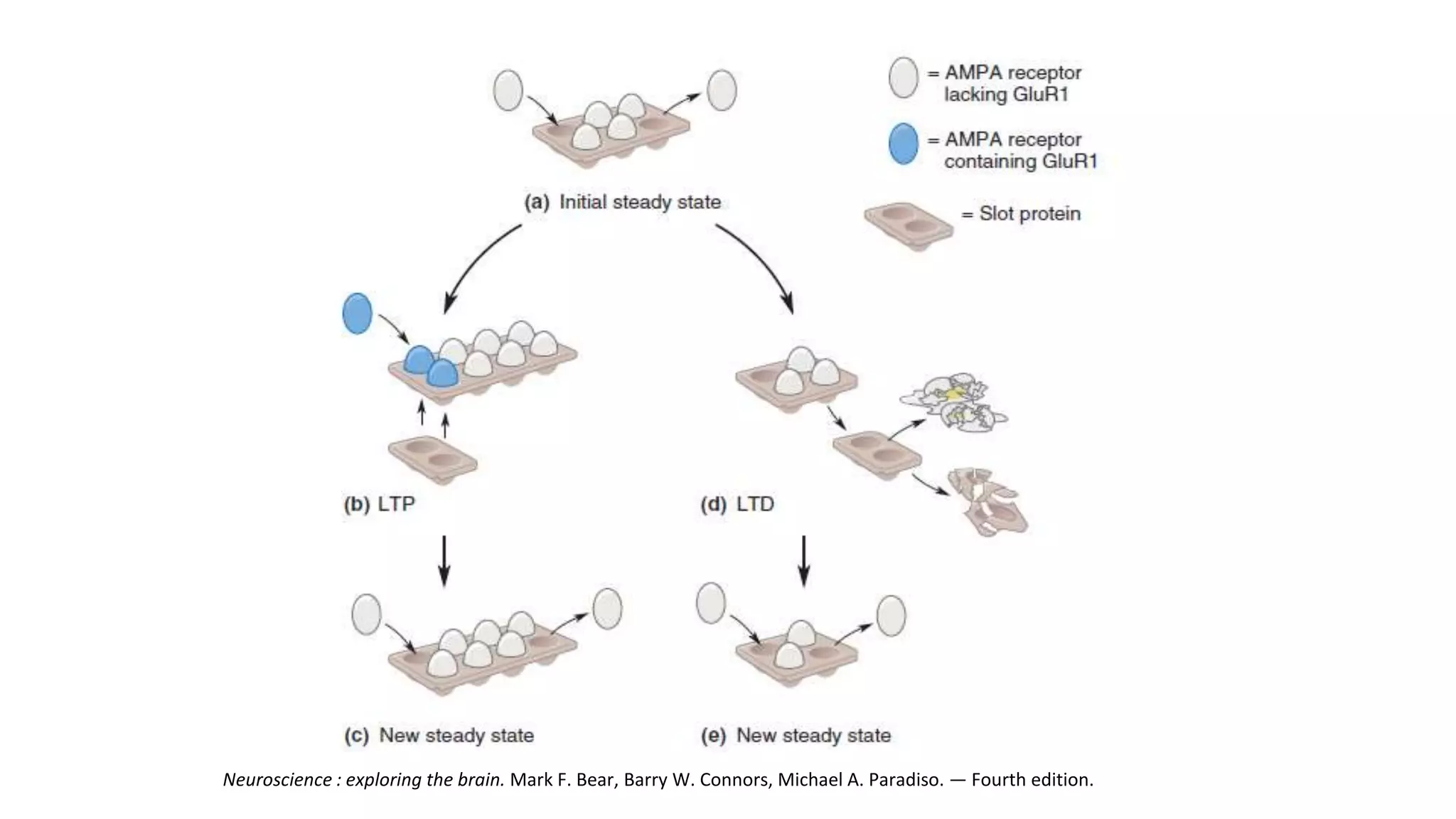 Neuroscience : exploring the brain. Mark F. Bear, Barry W. Connors, Michael A. Paradiso. — Fourth edition.
 