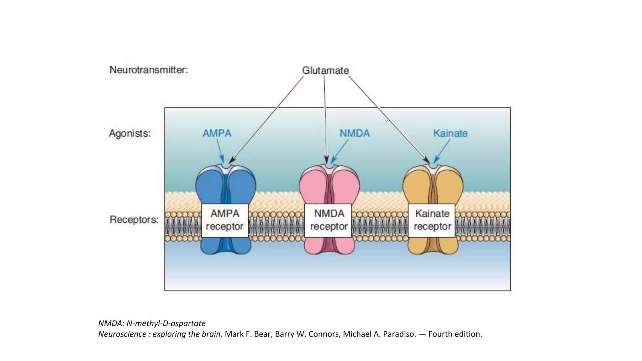 NMDA: N-methyl-D-aspartate
Neuroscience : exploring the brain. Mark F. Bear, Barry W. Connors, Michael A. Paradiso. — Fourth edition.
 