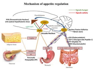 Mechanisms of Hunger and Energy Cost of Macronutrients.pptx