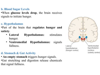 Mechanisms of Hunger and Energy Cost of Macronutrients.pptx