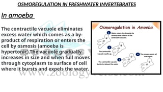 OSMOREGULATION IN FRESHWATER INVERTEBRATES
In amoeba
The contractile vacuole eliminates
excess water which comes as a by-
product of respiration or enters the
cell by osmosis (amoeba is
hypertonic).The vacuole gradually
increases in size and when full moves
through cytoplasm to surface of cell
where it bursts and expels the water.
 