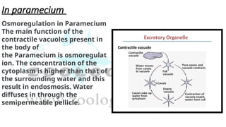 In paramecium
Osmoregulation in Paramecium
The main function of the
contractile vacuoles present in
the body of
the Paramecium is osmoregulat
ion. The concentration of the
cytoplasm is higher than that of
the surrounding water and this
result in endosmosis. Water
diffuses in through the
semipermeable pellicle.
 