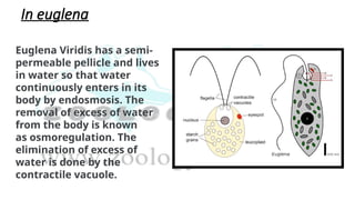 In euglena
Euglena Viridis has a semi-
permeable pellicle and lives
in water so that water
continuously enters in its
body by endosmosis. The
removal of excess of water
from the body is known
as osmoregulation. The
elimination of excess of
water is done by the
contractile vacuole.
 