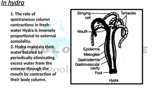 In hydra
1. The rate of
spontaneous column
contractions in fresh-
water Hydra is inversely
proportional to external
osmolality.
2. Hydra maintain their
water balance by
periodically eliminating
excess water from the
enteron through the
mouth by contraction of
their body column.
 
