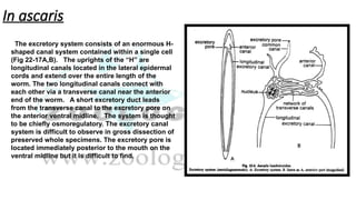 In ascaris
The excretory system consists of an enormous H-
shaped canal system contained within a single cell
(Fig 22-17A,B). The uprights of the “H” are
longitudinal canals located in the lateral epidermal
cords and extend over the entire length of the
worm. The two longitudinal canals connect with
each other via a transverse canal near the anterior
end of the worm. A short excretory duct leads
from the transverse canal to the excretory pore on
the anterior ventral midline. The system is thought
to be chiefly osmoregulatory. The excretory canal
system is difficult to observe in gross dissection of
preserved whole specimens. The excretory pore is
located immediately posterior to the mouth on the
ventral midline but it is difficult to find.
 