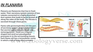 IN PLANARIA
Planaria are flatworms that live in fresh
water. Their excretory system consists of two
tubules connected to a highly-branched
duct system that leads to pores located all
along the sides of the body. The filtrate is
secreted through these pores.
Flame cells (protonephridia) are the part
of excretory system of platyhelminthes (
flat worms) and help in excretion and
osmoregulation. These are irregular
shaped and send out pseudopodial
processes in to the surrounding tissues.
Each flame cell has a intracellular cavity
in which a tuft of long cilia is present.
 