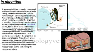In pheretina
A metanephridium typically consists of
a ciliated funnel opening into the body
cavity, or coelom connected to a duct
which may be variously glandularized,
folded or expanded (vesiculate) and
which typically opens to the organism
's exterior. These ciliated tubules pump
water carrying surplus ions, metabolic
waste, toxins from food, and useless
hormones out of the organism by
directing them down funnel-shaped
bodies called nephrostomes. This
waste is passed out of the organism at
the nephridiopore. The primary urine
produced by filtration of blood (or a
similar functioning fluid) is modified
into secondary urine through selective
reabsorption by the cells lining the
metanephridium.
 
