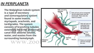 IN PERIPLANETA
The Malpighian tubule system
is a type of excretory
and osmoregulatory system
found in some insects,
myriapods, arachnids, and
tardigrades. The system
consists of branching tubules
extending from the alimentary
canal that absorbs solutes,
water, and wastes from the
surrounding hemolymph.
 