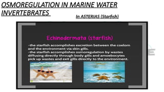 OSMOREGULATION IN MARINE WATER
INVERTEBRATES In ASTERIAS (Starfish)
 