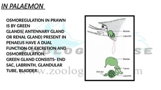 IN PALAEMON
OSMOREGULATION IN PRAWN
IS BY GREEN
GLANDS( ANTENNARY GLAND
OR RENAL GLAND) PRESENT IN
PENAEUS HAVE A DUAL
FUNCTION OF EXCRETION AND
OSMOREGULATION.
GREEN GLAND CONSISTS- END
SAC, LABRINTH, GLANDULAR
TUBE, BLADDER.
 