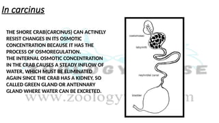 In carcinus
THE SHORE CRAB(CARCINUS) CAN ACTINELY
RESIST CHANGES IN ITS OSMOTIC
CONCENTRATION BECAUSE IT HAS THE
PROCESS OF OSMOREGULATION.
THE INTERNAL OSMOTIC CONCENTRATION
IN THE CRAB CAUSES A STEADY INFLOW OF
WATER, WHICH MUST BE ELIMINATED
AGAIN SINCE THE CRAB HAS A KIDNEY, SO
CALLED GREEN GLAND OR ANTENNARY
GLAND WHERE WATER CAN BE EXCRETED.
 