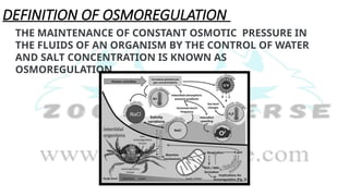 DEFINITION OF OSMOREGULATION
THE MAINTENANCE OF CONSTANT OSMOTIC PRESSURE IN
THE FLUIDS OF AN ORGANISM BY THE CONTROL OF WATER
AND SALT CONCENTRATION IS KNOWN AS
OSMOREGULATION.
 