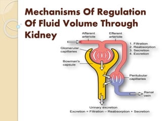 Mechanisms Of Regulation
Of Fluid Volume Through
Kidney
 