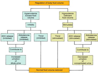 Mechanisms of regulation of fluid volume through kidney | PPTX