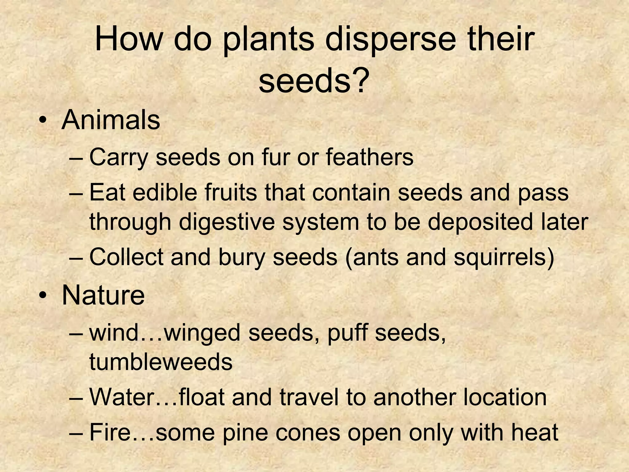 Mechanisms of seed dispersal PPT