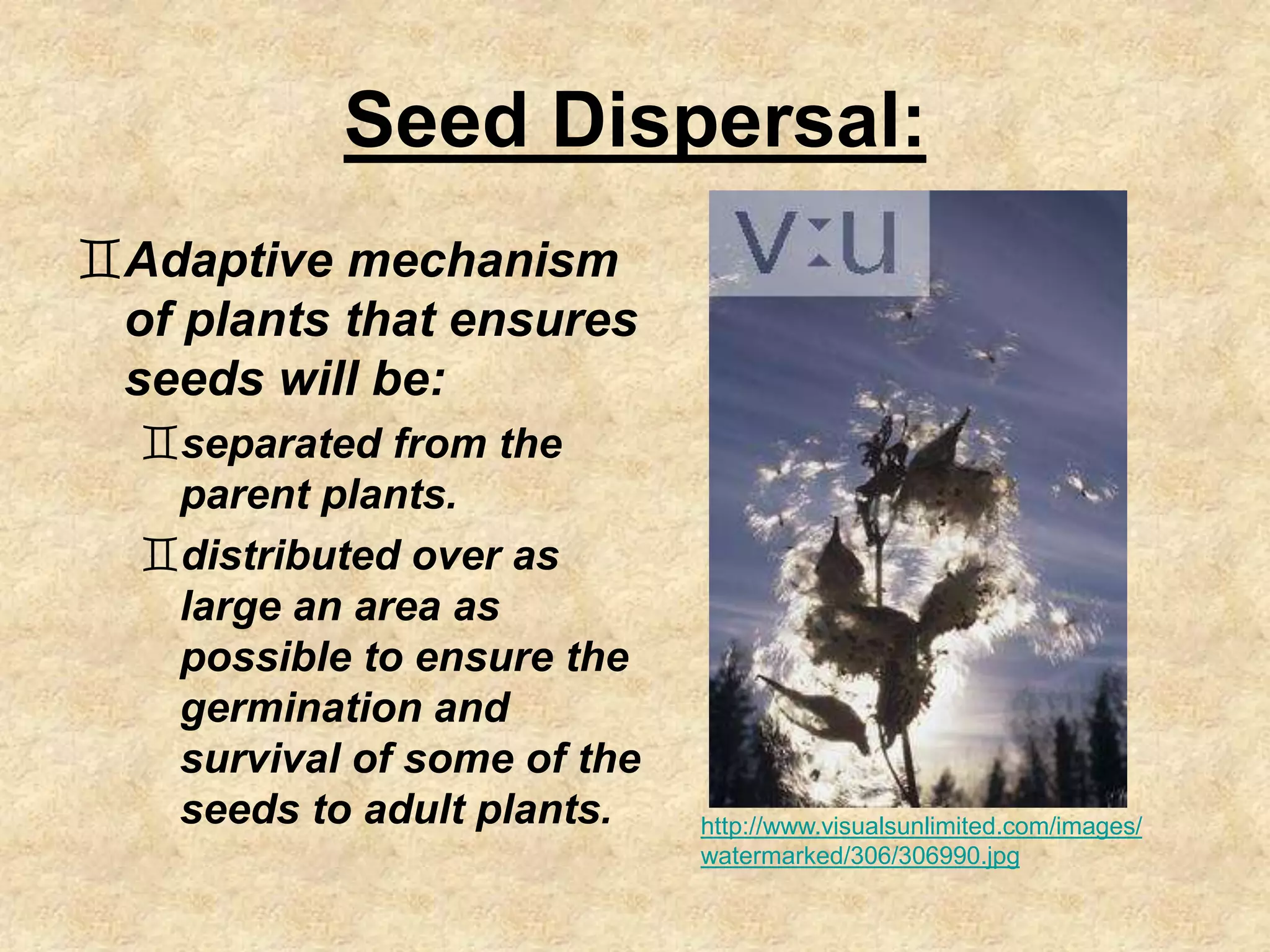 Mechanisms of seed dispersal PPT