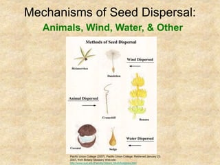 Mechanisms of Seed Dispersal:
Pacific Union College (2007). Pacific Union College. Retrieved January 23,
2007, from Botany Glossary Web site:
http://www.puc.edu/Faculty/Gilbert_Muth/botglosw.htm
Animals, Wind, Water, & Other
 