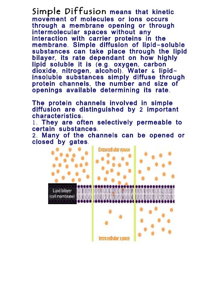 What factors affect cell membrane permeability?