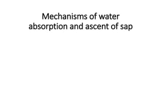 Mechanisms of water
absorption and ascent of sap
 