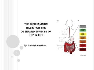THE MECHANISTIC
BASIS FOR THE
OBSERVED EFFECTS OF
CP IN GC
By: Samieh Asadian
1
 