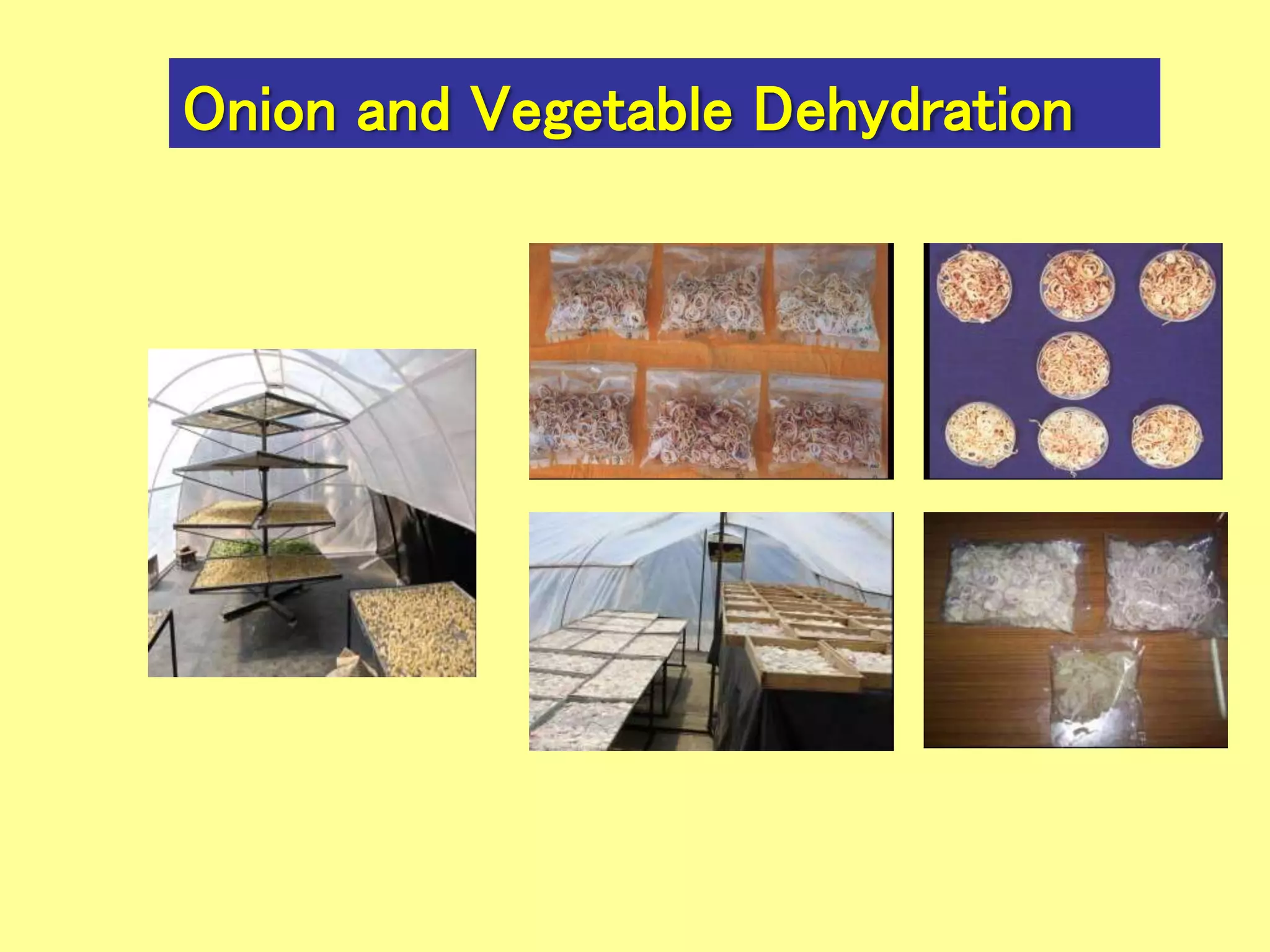 Onion and Vegetable Dehydration
 