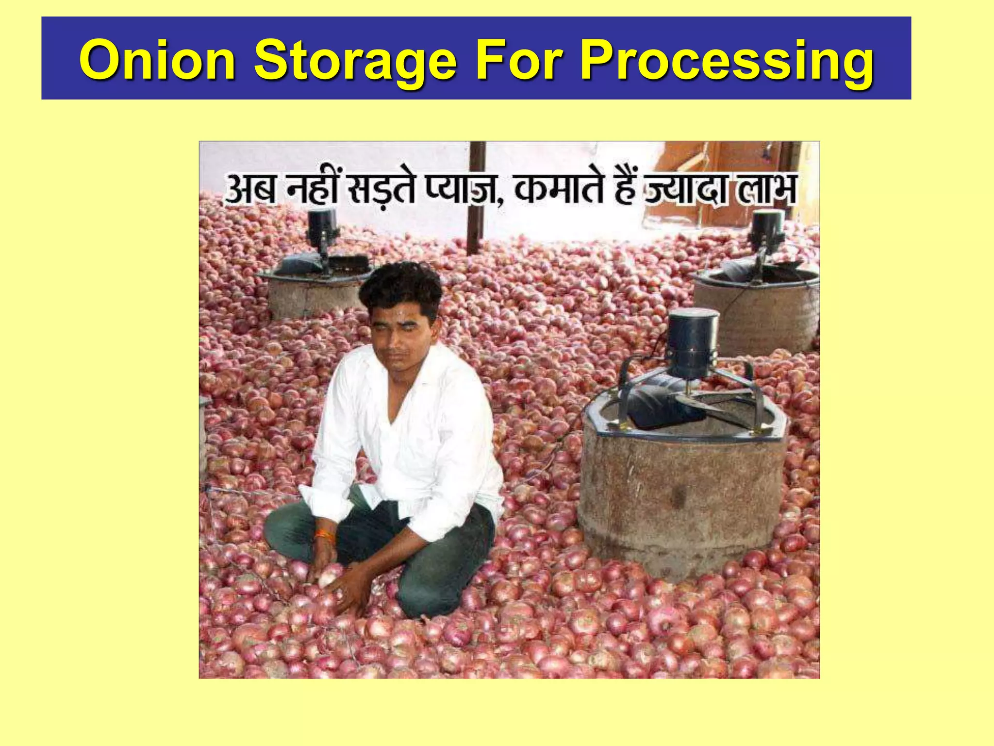 Onion Storage For Processing
 