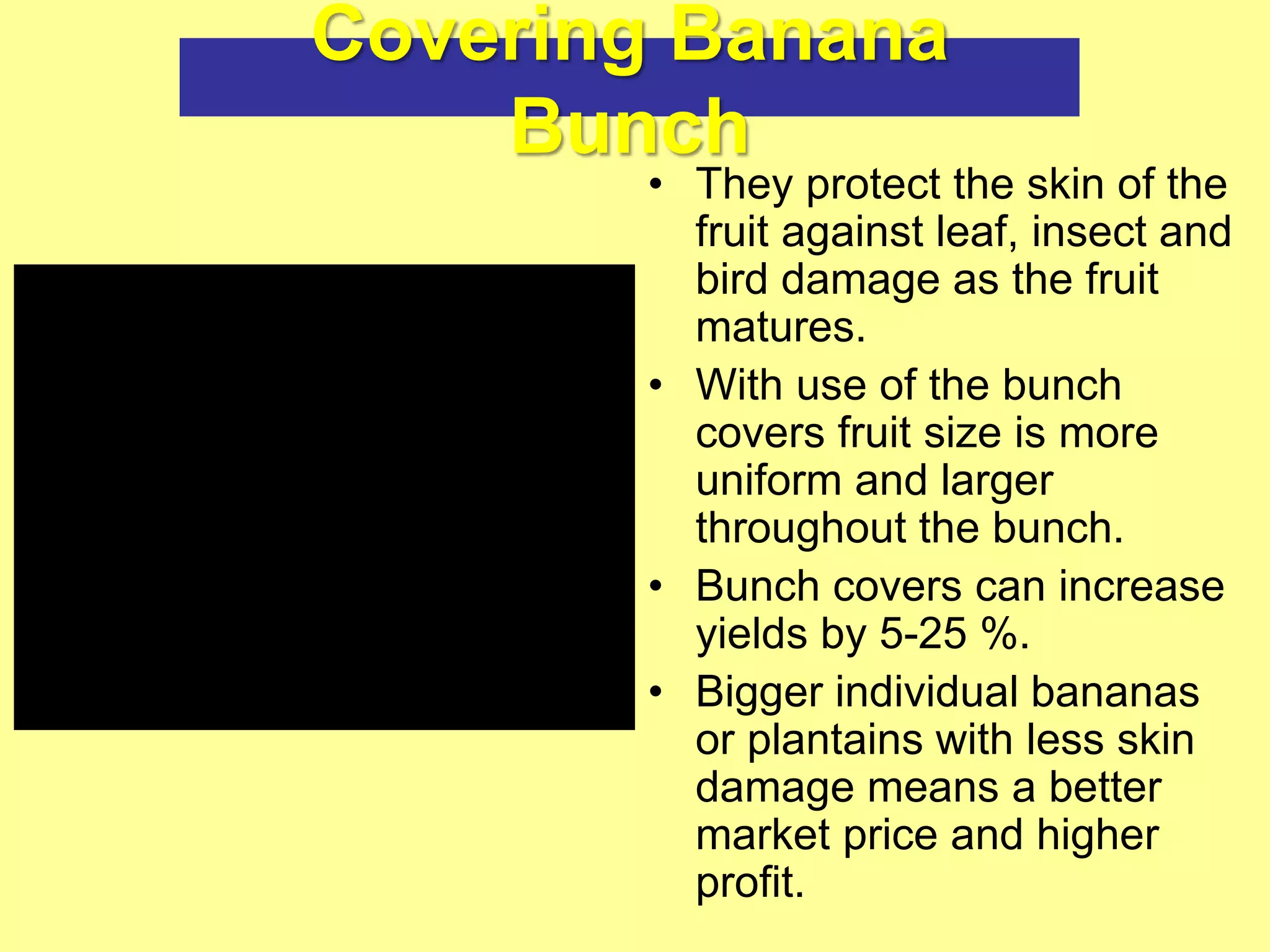 Covering Banana
Bunch
• They protect the skin of the
fruit against leaf, insect and
bird damage as the fruit
matures.
• With use of the bunch
covers fruit size is more
uniform and larger
throughout the bunch.
• Bunch covers can increase
yields by 5-25 %.
• Bigger individual bananas
or plantains with less skin
damage means a better
market price and higher
profit.
 