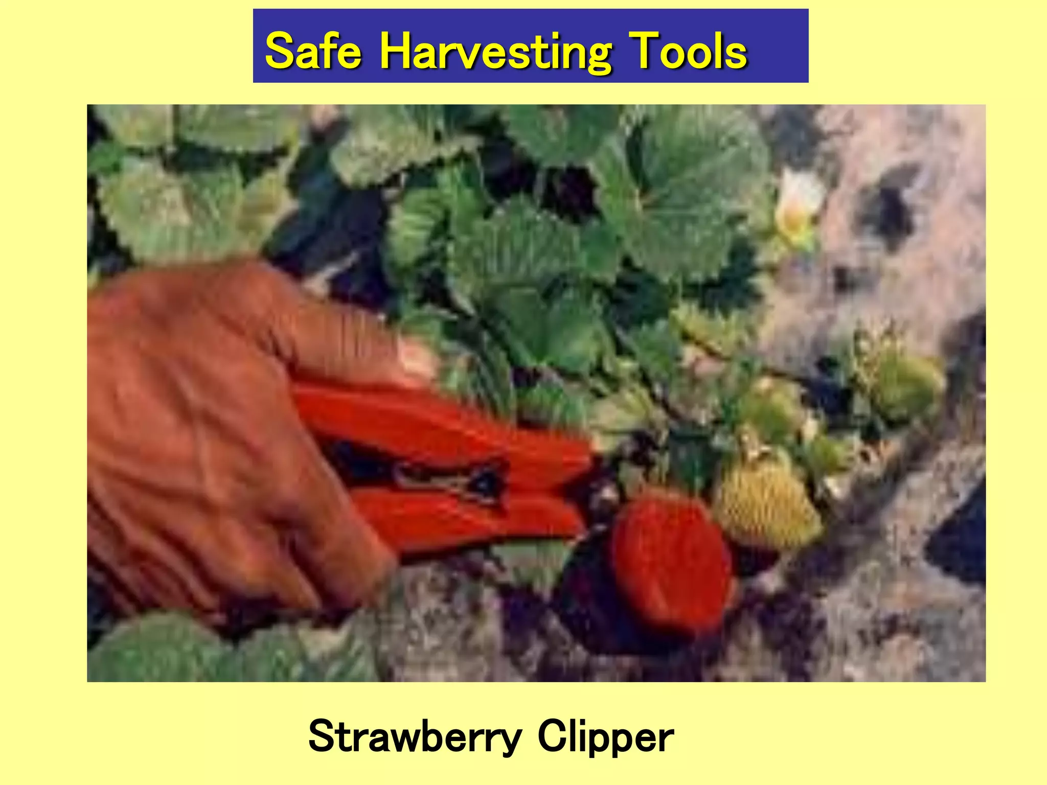 Strawberry Clipper
Safe Harvesting Tools
 
