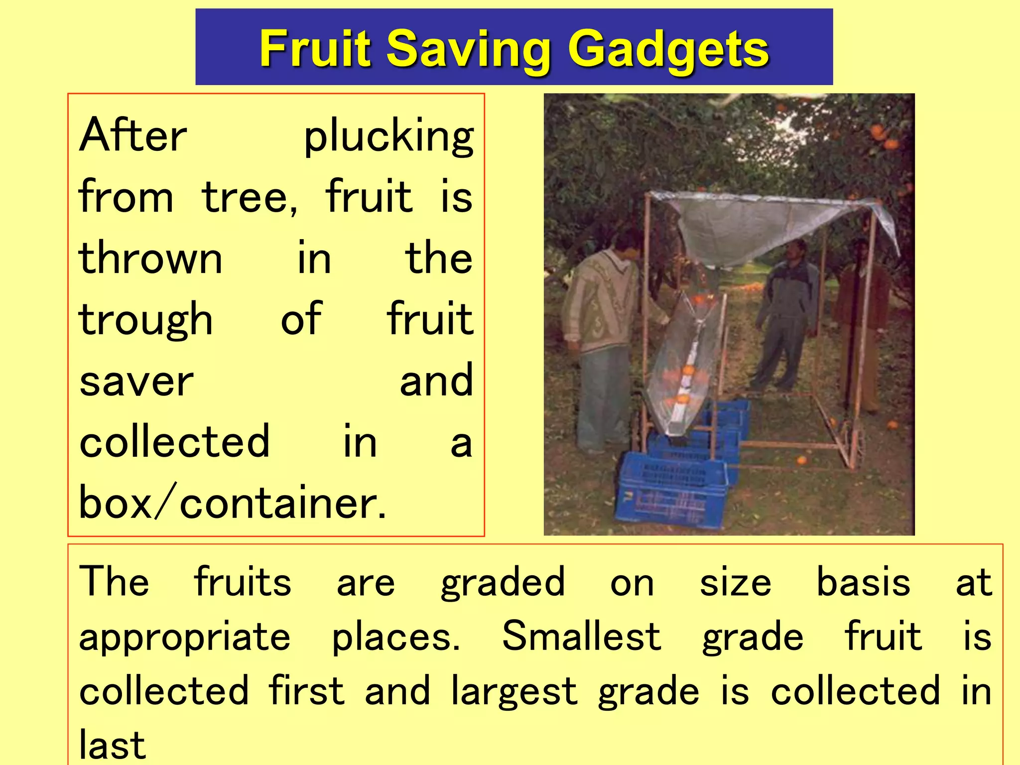 Fruit Saving Gadgets
After plucking
from tree, fruit is
thrown in the
trough of fruit
saver and
collected in a
box/container.
The fruits are graded on size basis at
appropriate places. Smallest grade fruit is
collected first and largest grade is collected in
last
 