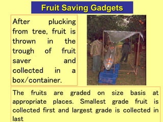 Mechanization of post harvest operations in horticultural crops | PPT