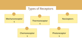 Mechanoreceptors for the swallowing and its problems in dysphagia | PPTX