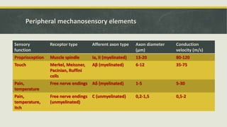 Peripheral mechanosensory elements
Sensory
function
Receptor type Afferent axon type Axon diameter
(μm)
Conduction
velocity (m/s)
Proprioception Muscle spindle Ia, II (myelinated) 13-20 80-120
Touch Merkel, Meissner,
Pacinian, Ruffini
cells
Aβ (myelinated) 6-12 35-75
Pain,
temperature
Free nerve endings Aδ (myelinated) 1-5 5-30
Pain,
temperature,
itch
Free nerve endings
(unmyelinated)
C (unmyelinated) 0,2-1,5 0,5-2
 