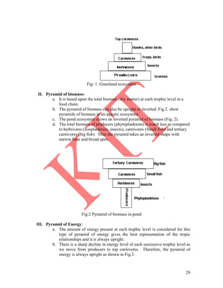 29
Fig: 1. Grassland ecosystem
II. Pyramid of biomass:
a. It is based upon the total biomass (dry matter) at each trophic level in a
food chain.
b. The pyramid of biomass can also be upright or inverted. Fig.2. show
pyramids of biomass in an aquatic ecosystem.
c. The pond ecosystem shows an inverted pyramid of biomass (Fig. 2).
d. The total biomass of producers (phytoplanktons) is much less as compared
to herbivores (zooplanktons, insects), carnivores (Small fish) and tertiary
carnivores (big fish). Thus the pyramid takes an inverted shape with
narrow base and broad apex.
Fig:2 Pyramid of biomass in pond
III. Pyramid of Energy:
a. The amount of energy present at each trophic level is considered for this
type of pyramid of energy gives the best representation of the tropic
relationships and it is always upright.
b. There is a sharp decline in energy level of each successive trophic level as
we move from producers to top carnivores. Therefore, the pyramid of
energy is always upright as shown in Fig.3.
 
