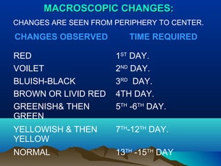 MMAACCRROOSSCCOOPPIICC CCHHAANNGGEESS:: 
CHANGES ARE SEEN FROM PERIPHERY TO CENTER. 
CHANGES OBSERVED TIME REQUIRED 
RED 1ST DAY. 
VOILET 2ND DAY. 
BLUISH-BLACK 3RD DAY. 
BROWN OR LIVID RED 4TH DAY. 
GREENISH& THEN 
5TH -6TH DAY. 
GREEN 
YELLOWISH & THEN 
YELLOW 
7TH-12TH DAY. 
NORMAL 13TH -15TH DAY 
 