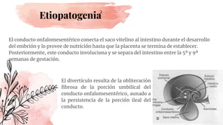 Etiopatogenia
El conducto onfalomesentérico conecta el saco vitelino al intestino durante el desarrollo
del embrión y lo provee de nutrición hasta que la placenta se termina de establecer.
Posteriormente, este conducto involuciona y se separa del intestino entre la 5ª y 9ª
semanas de gestación.
2
El divertículo resulta de la obliteración
ﬁbrosa de la porción umbilical del
conducto onfalomesentérico, aunado a
la persistencia de la porción ileal del
conducto.
 