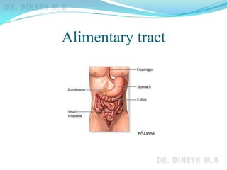 Alimentary tract
 