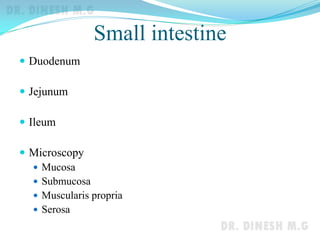 Small intestine
 Duodenum
 Jejunum
 Ileum
 Microscopy
 Mucosa
 Submucosa
 Muscularis propria
 Serosa
 