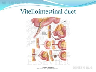 Vitellointestinal duct
 