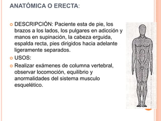 ANATÓMICA O ERECTA:

 DESCRIPCIÓN: Paciente esta de pie, los
  brazos a los lados, los pulgares en adicción y
  manos en supinación, la cabeza erguida,
  espalda recta, pies dirigidos hacia adelante
  ligeramente separados.
 USOS:

 Realizar exámenes de columna vertebral,
  observar locomoción, equilibrio y
  anormalidades del sistema musculo
  esquelético.
 