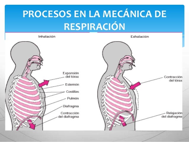 Mecanica De La Respiracion Inspiracion Y Espiracion es.slideshare.net