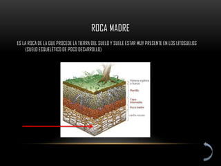 ROCA MADRE
ES LA ROCA DE LA QUE PROCEDE LA TIERRA DEL SUELO Y SUELE ESTAR MUY PRESENTE EN LOS LITOSUELOS
     (SUELO ESQUELÉTICO DE POCO DESARROLLO)
 