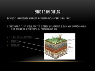 ¿QUÉ ES UN SUELO?
EL SUELO ES UNA MEZCLA DE MINERALES, MATERIA ORGANICA, BACTERIAS, AGUA Y AIRE.


Y EXISTEN VARIAS CLASES DE SUELOS Y ESTO SE DEBE A QUE LAS ROCAS, EL CLIMA Y LA VEGETACIÓN VARÍAN
     DE UN SITIO A OTRO. Y ESTA COMPUESTA POR TRES CAPAS SON:


•   EL SUELO Ó CAPA SUPERIOR
•   SUBSUELO
•   ROCA MADRE
 