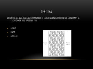 TEXTURA
LA TEXTURA DEL SUELO ESTA DETERMINADA POR EL TAMAÑO DE LAS PARTICULAS QUE LO FORMAN Y SE
     CLASIFICAN DE TRES TIPOS QUE SON:


•   ARENAS
•   LIMOS
•   ARCILLAS
 