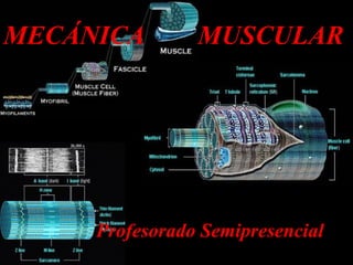 MECÁNICA  MUSCULAR Profesorado Semipresencial 