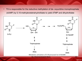 • TS is responsible for the reductive methylation of de- oxyuridine monophosphate
(dUMP) by 5,10-methylenetetrahydrofolate to yield dTMP and dihydrofolate
62By: Dharmendrasinh Baria
 