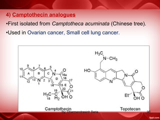 4) Camptothecin analogues
•First isolated from Camptotheca acuminata (Chinese tree).
•Used in Ovarian cancer, Small cell lung cancer.
90By: Dharmendrasinh Baria
 