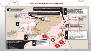 LIFE CYCLE OF THE MALARIAL PARASITE
 